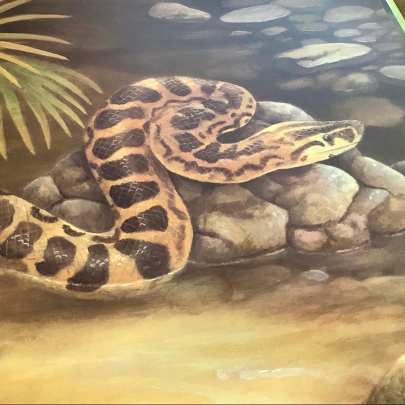 A IS FOR ANACONDA - RAINFOREST ALPHABET child’s book - Picture 3 of 9